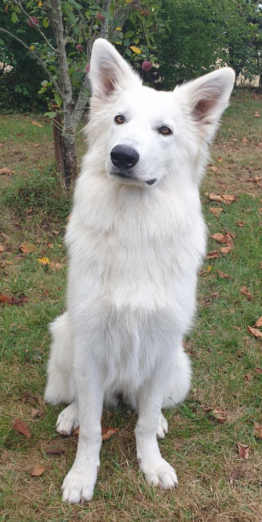 Peluche De La Tanière Du Roulet