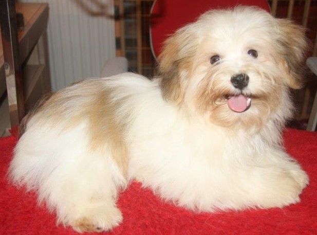 Publication : de la vallée du rêve Auteur : Mirkes Mylène