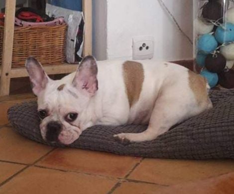 Publication : Du Manoir Du Breuil