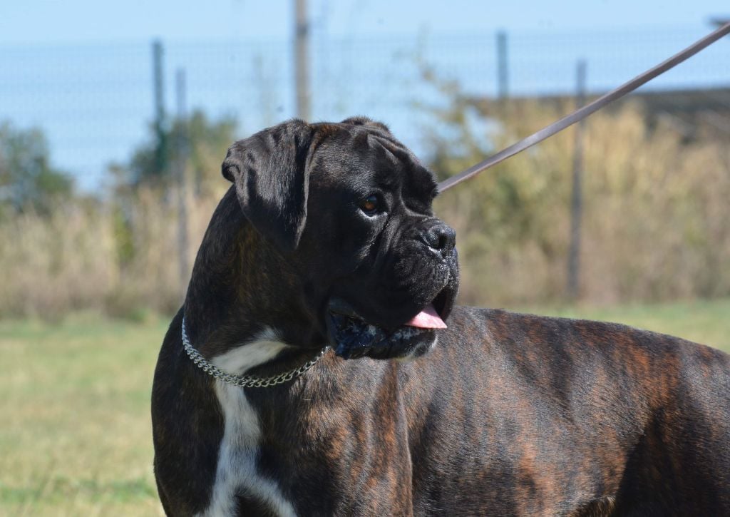 Puma Du Clos Du Griffin