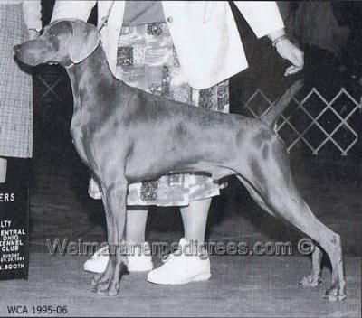 TR. CH. sambar's Badger brewins jake