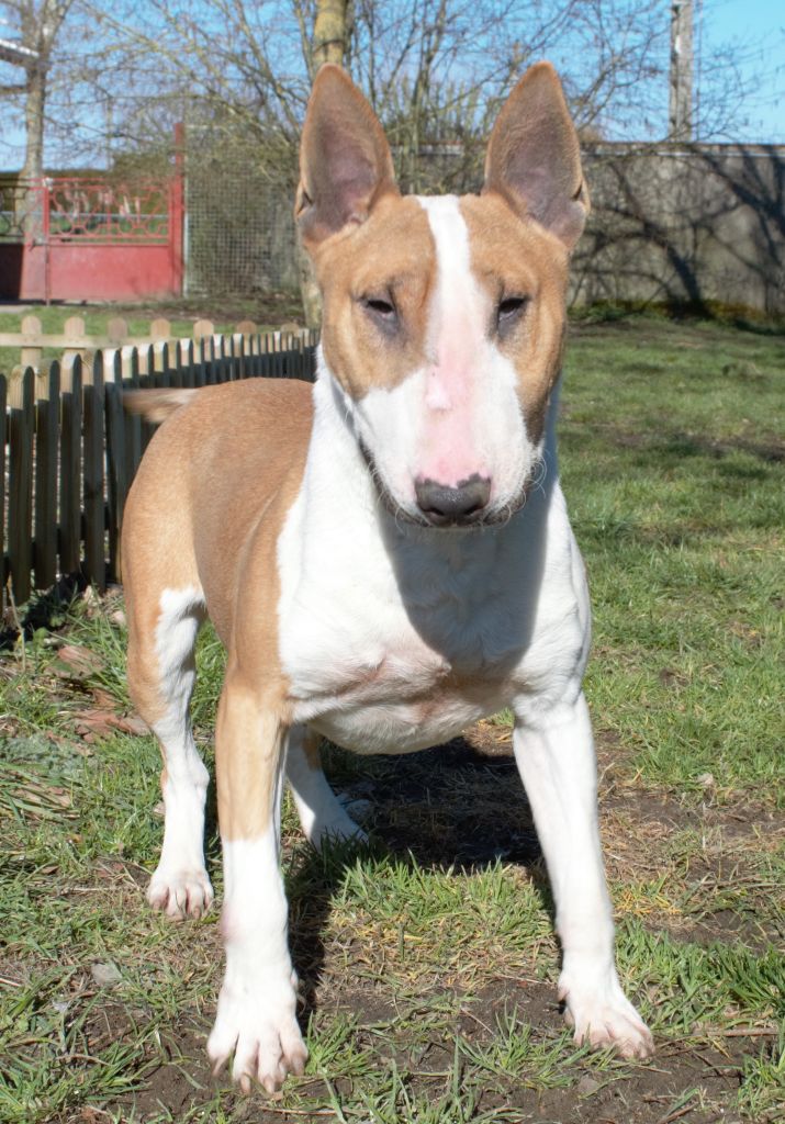  Auteur : lovely demon