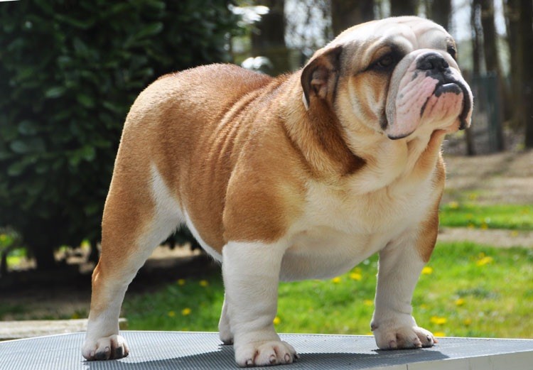 Publication : Di Vendra Nera Auteur : di vendra nera BULLDOGS ANGLAIS 