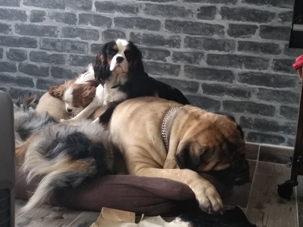 Publication : Du Domaine Des Jouvenceaux 