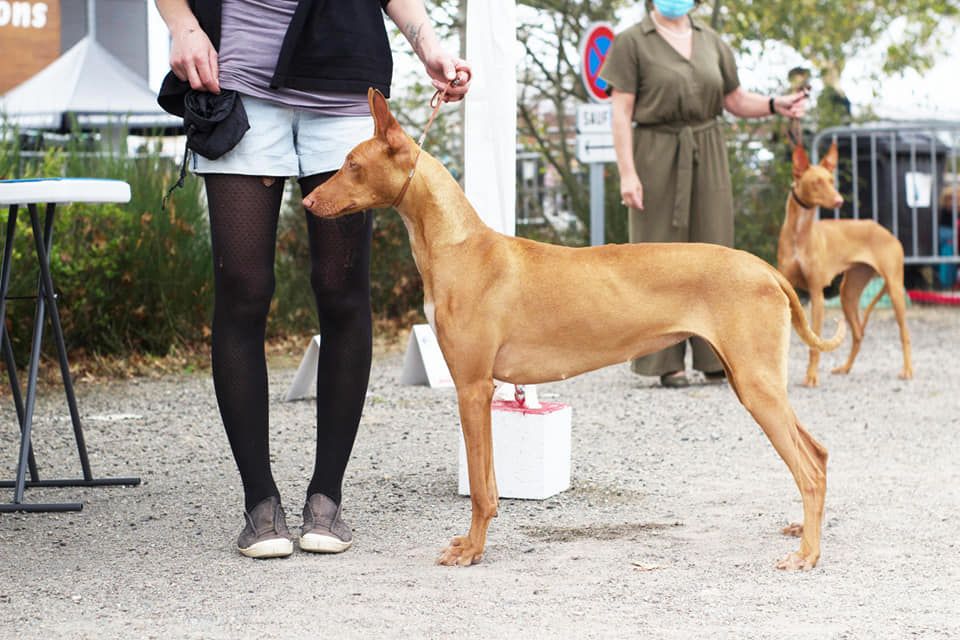 Publication : Des Nifelupos