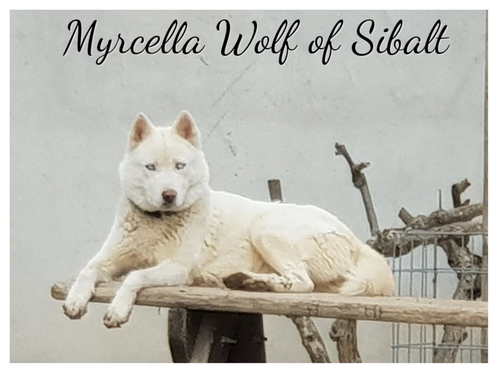 Publication : Wolf Of Sibalt 