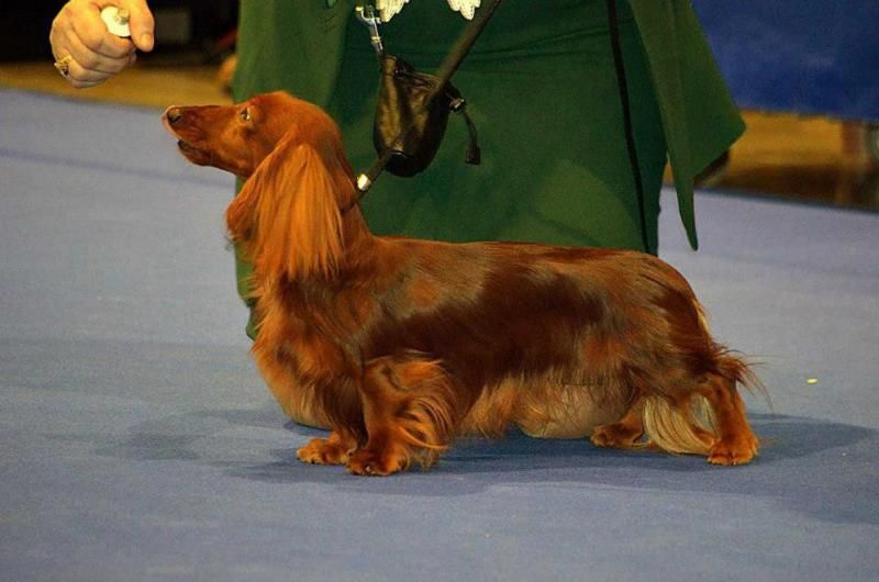 CH. Della winner canis of czech