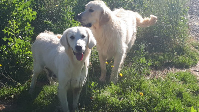 Étalon Golden Retriever - Pink Des Hauts Templiers
