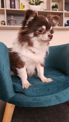 Étalon Chihuahua - Odor d'Acca Larentia