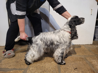 Étalon Cocker Spaniel Anglais - Jolan aegirsson ar Sterenn Gwen