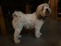 Étalon Terrier Tibetain - Titre Initial Olaf du moulin de la durandiere