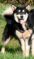 Étalon Alaskan Malamute - Souvenir of sitka's Pillijarvi pouchkamoon