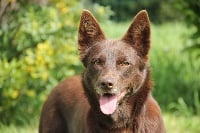 Étalon Australian Kelpie - black river kennel Oceania