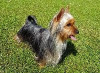 Étalon Australian Silky Terrier - CH. Princesse arya stark du domaine de Baronniere
