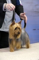 Étalon Australian Silky Terrier - CH. paradise passion Luxury at baronniere