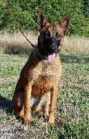 Étalon Berger Belge - Red dragon De L'Odyssée D'Hèra