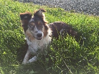 Étalon Border Collie - Simba (Sans Affixe)