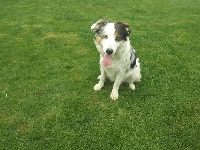 Étalon Border Collie - Sidney (Sans Affixe)