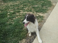Étalon Border Collie - Blue (Sans Affixe)