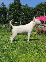 Étalon Bull Terrier - chuckson's peace maker