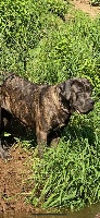 Étalon Cane Corso - Panka (Sans Affixe)