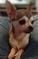 Étalon Chihuahua - Jezabel des contes de Varmos