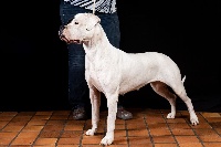 Étalon Dogo Argentino - Medelin Del Fiel Luchador Blanco