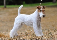 Étalon Fox Terrier Poil Dur - Olya D'hondrecoutre