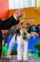 Étalon Fox Terrier Poil Dur - CH. Oddi two D'hondrecoutre