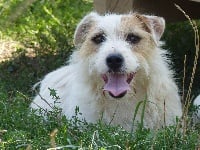 Étalon Jack Russell Terrier - Moolight k Des Gerveilles