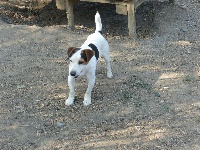 Étalon Jack Russell Terrier - Catching Spots Paddington