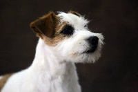 Étalon Jack Russell Terrier - lovely orange Ingrid