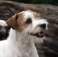 Étalon Jack Russell Terrier - CH. white river Dbf lo shugar pie
