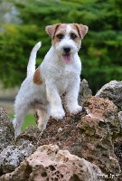 Étalon Jack Russell Terrier - CH. I am big boss des Collines de Provence