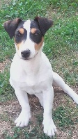 Étalon Jack Russell Terrier - Odyssey de la seigneurie du domaine d'eole