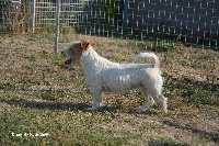 Étalon Jack Russell Terrier - Nembia des Hauts-Marizys