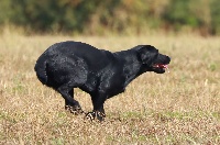 Étalon Labrador Retriever - Padjet Des Héritiers De Pitch