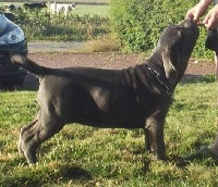 Étalon Mâtin Napolitain - Maïa (Sans Affixe)