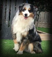 pnp sparkelly's Bruce goalkeeper soul