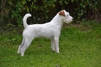 Étalon Parson Russell Terrier - CH. Cleeve Hill Mirabelle