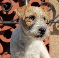 Étalon Parson Russell Terrier - Parker love pouchkin De La Cité Du Bolwerk