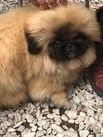 Étalon Pekinois - Shouxing at mÉritorous