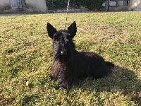 Étalon Scottish Terrier - O'boy (Sans Affixe)