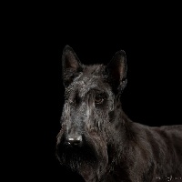 Étalon Scottish Terrier - Oulahup D'Ainhoa