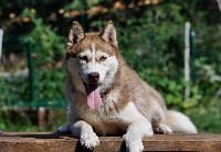 Étalon Siberian Husky - Pillgrim Des Petits Loups Polaires