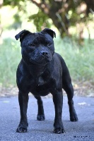 Étalon Staffordshire Bull Terrier - CH. N'black diamond The Best Of Stafford