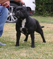 Étalon Staffordshire Bull Terrier - Jch remember (ruby) Blackstafford