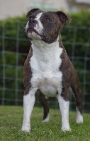 Étalon Staffordshire Bull Terrier - Mi-jabalie killy'rena (Sans Affixe)