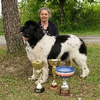 Étalon Terre-neuve - Nuage de lait de la baie blanche