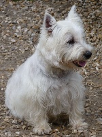 Étalon West Highland White Terrier - Ondine de paline (Sans Affixe)